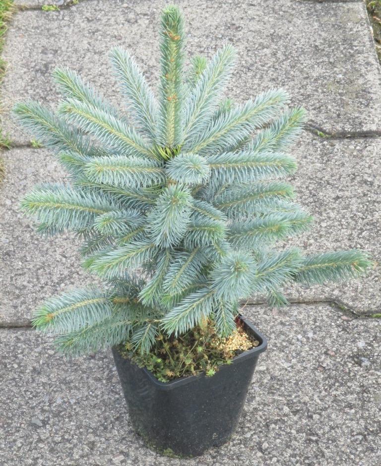 Ель колючая Супер Блю